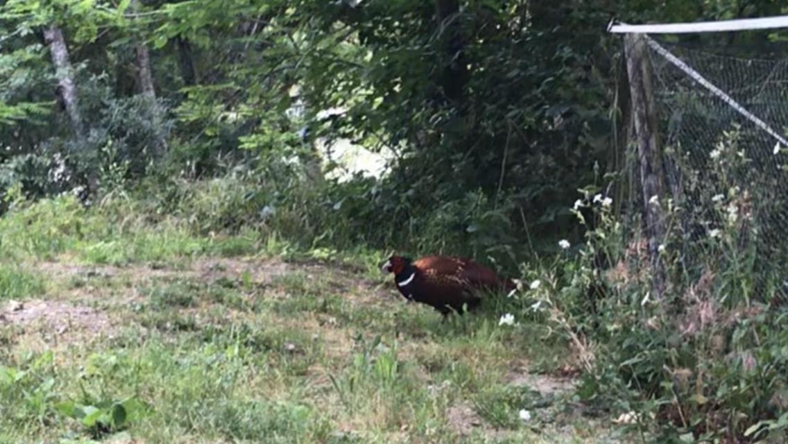 Bus Atypique Au Bord Du Canal Du Midi Et Au Coeur D'Une Foret 2 Chambres Villepinte  Bagian luar foto