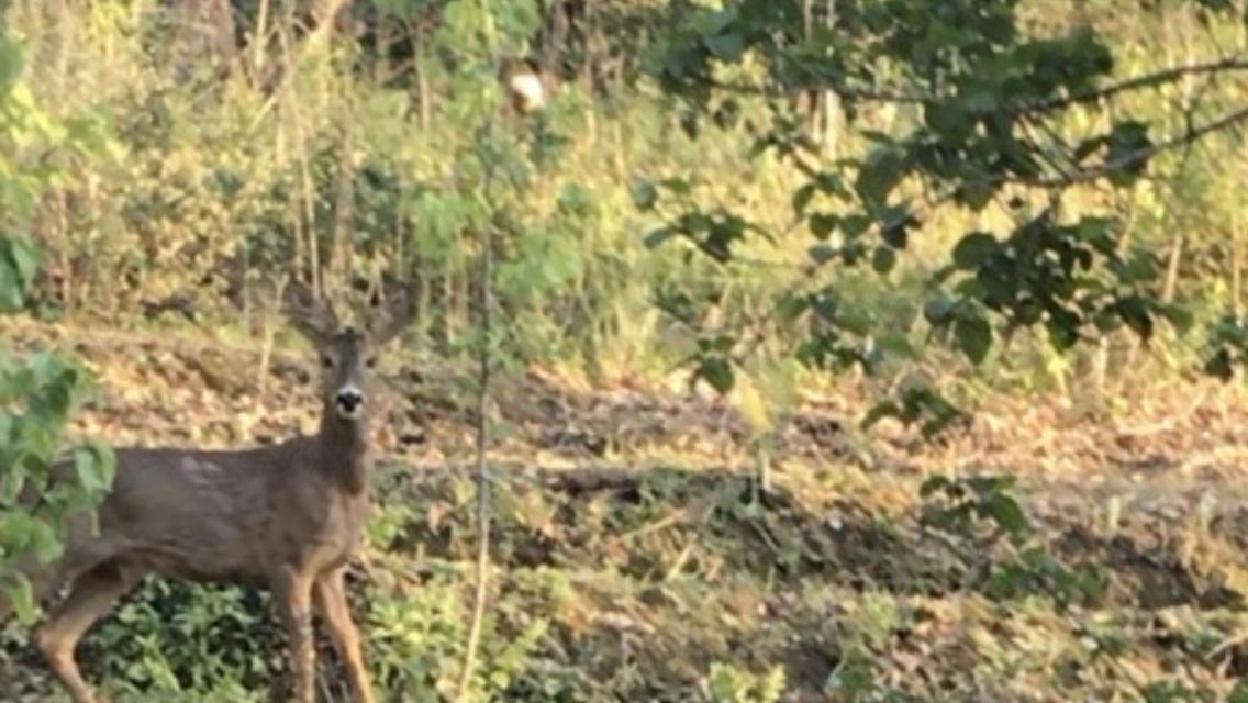 Bus Atypique Au Bord Du Canal Du Midi Et Au Coeur D'Une Foret 2 Chambres Villepinte  Bagian luar foto