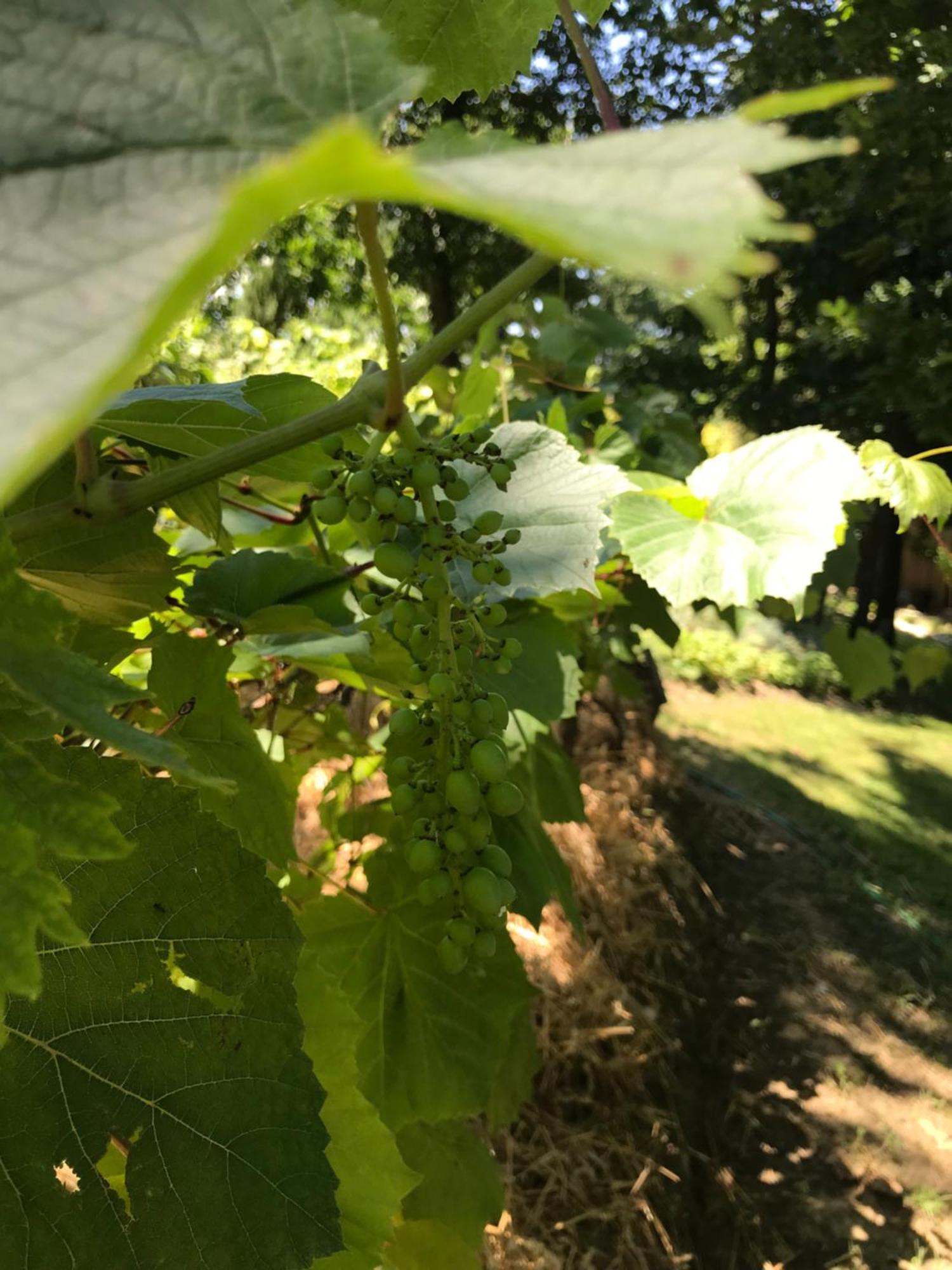 Bus Atypique Au Bord Du Canal Du Midi Et Au Coeur D'Une Foret 2 Chambres Villepinte  Bagian luar foto